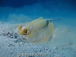 Ray in action , Canon S70 by Beate Krebs 